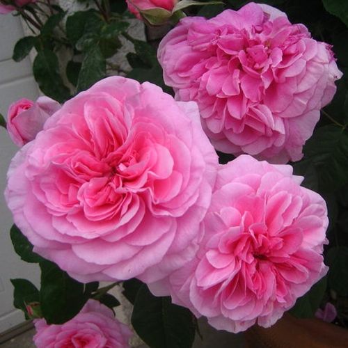 Rosa Ausbord - rosa - englische rosen